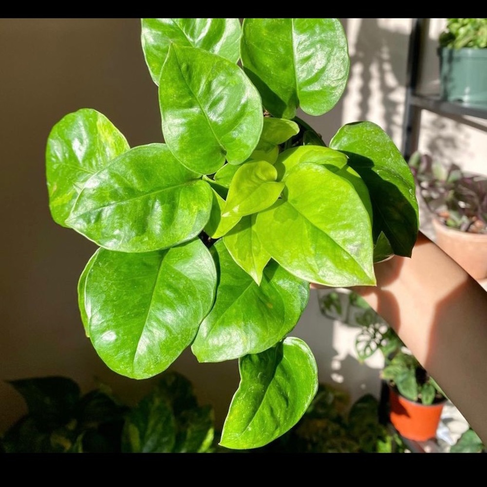 Emerald Pothos Cutting - Picture 2 of 3